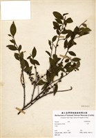 藏品(柃木)的圖片